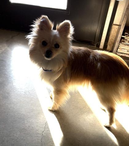 Oakley, Adoptable, Puppy Male Pomeranian & Mixed Breed.