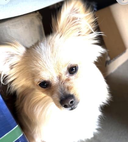 Enlarge Oakley, a Adoptable mixed breed in Lebec, CA image 2/2