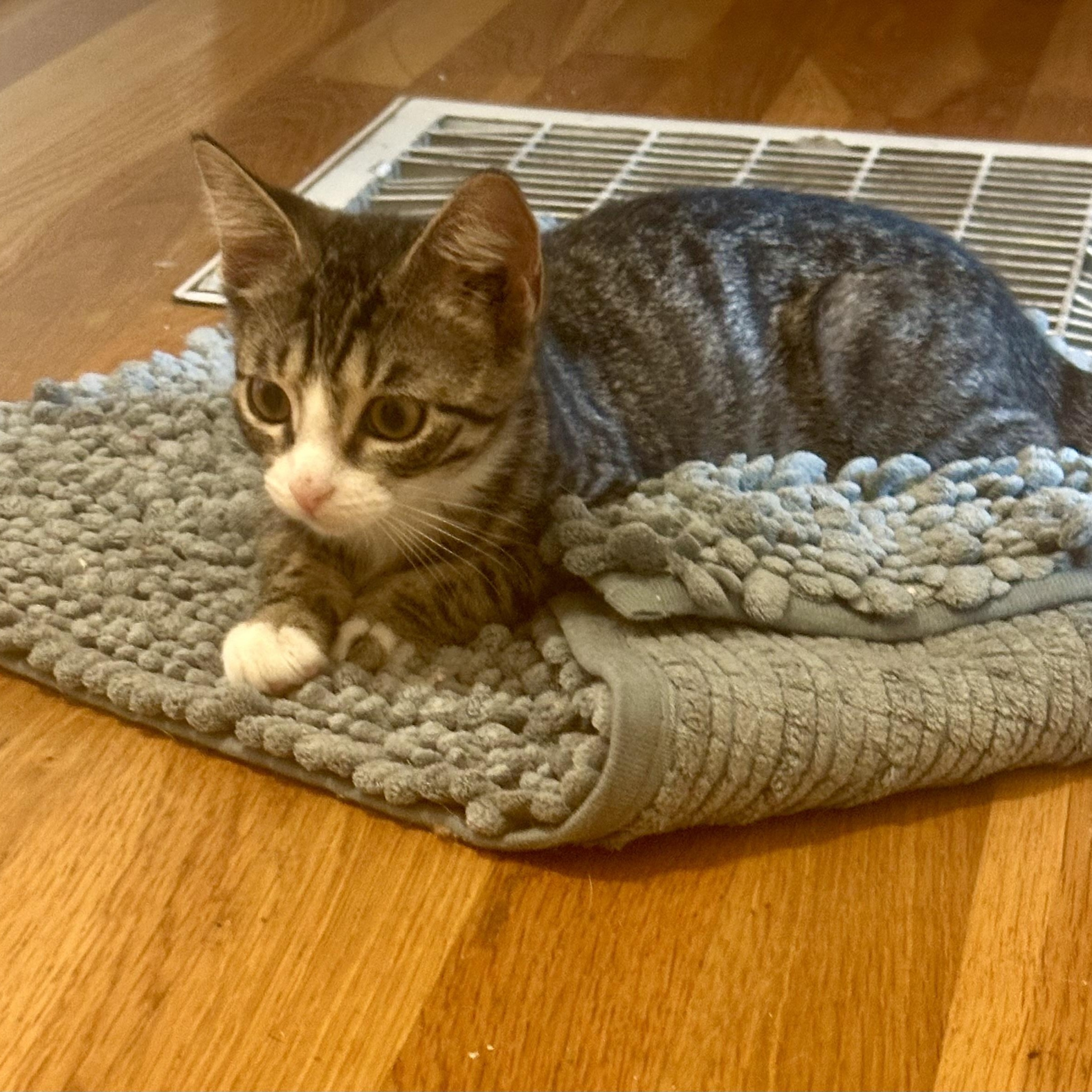 Enlarge Lavender Blue, a Adoptable Domestic Short Hair in Richmond, VA image 1/1