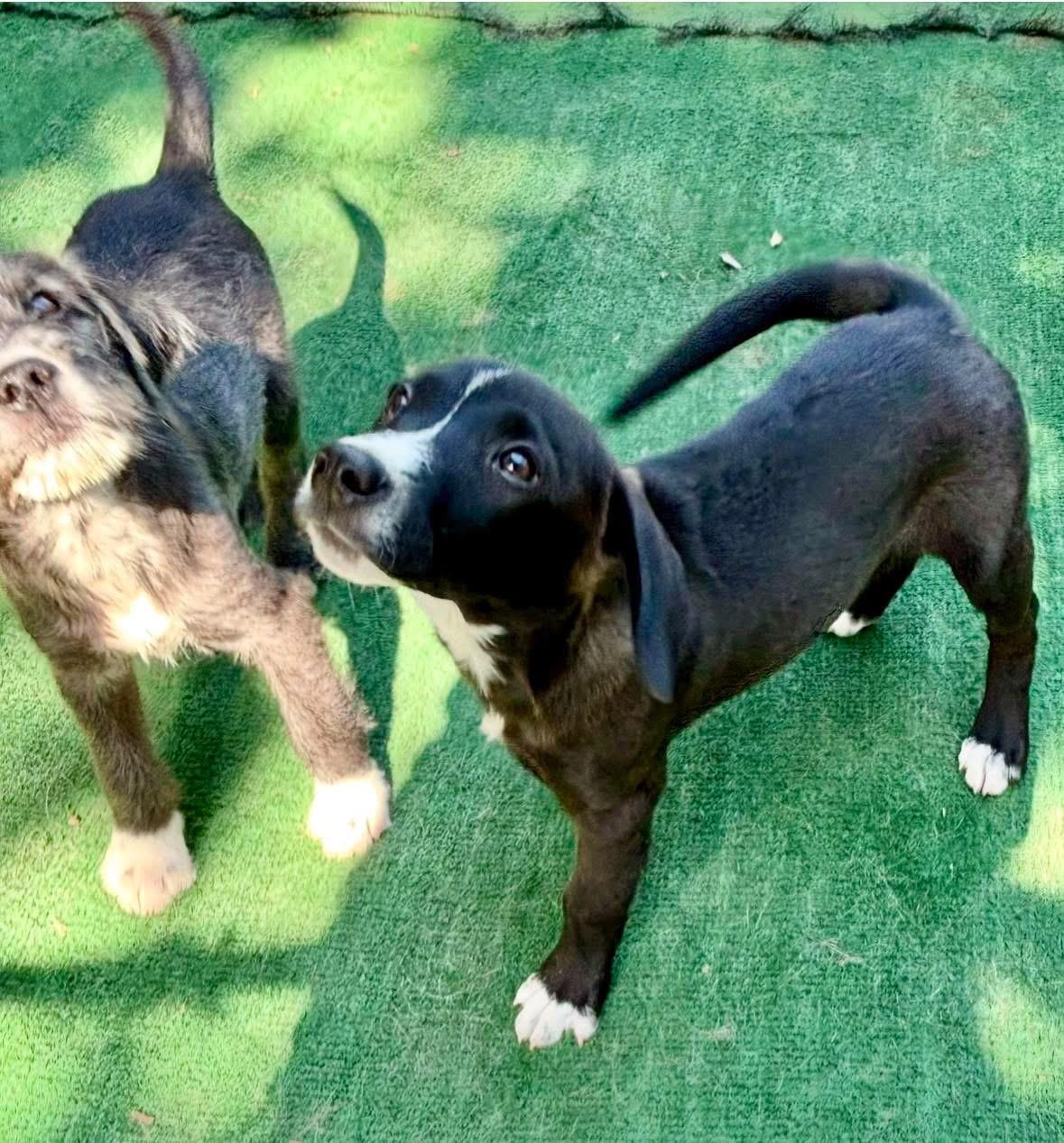 Enlarge Bowie, a Adoptable Mixed Breed in Orland Park, IL image 4/6