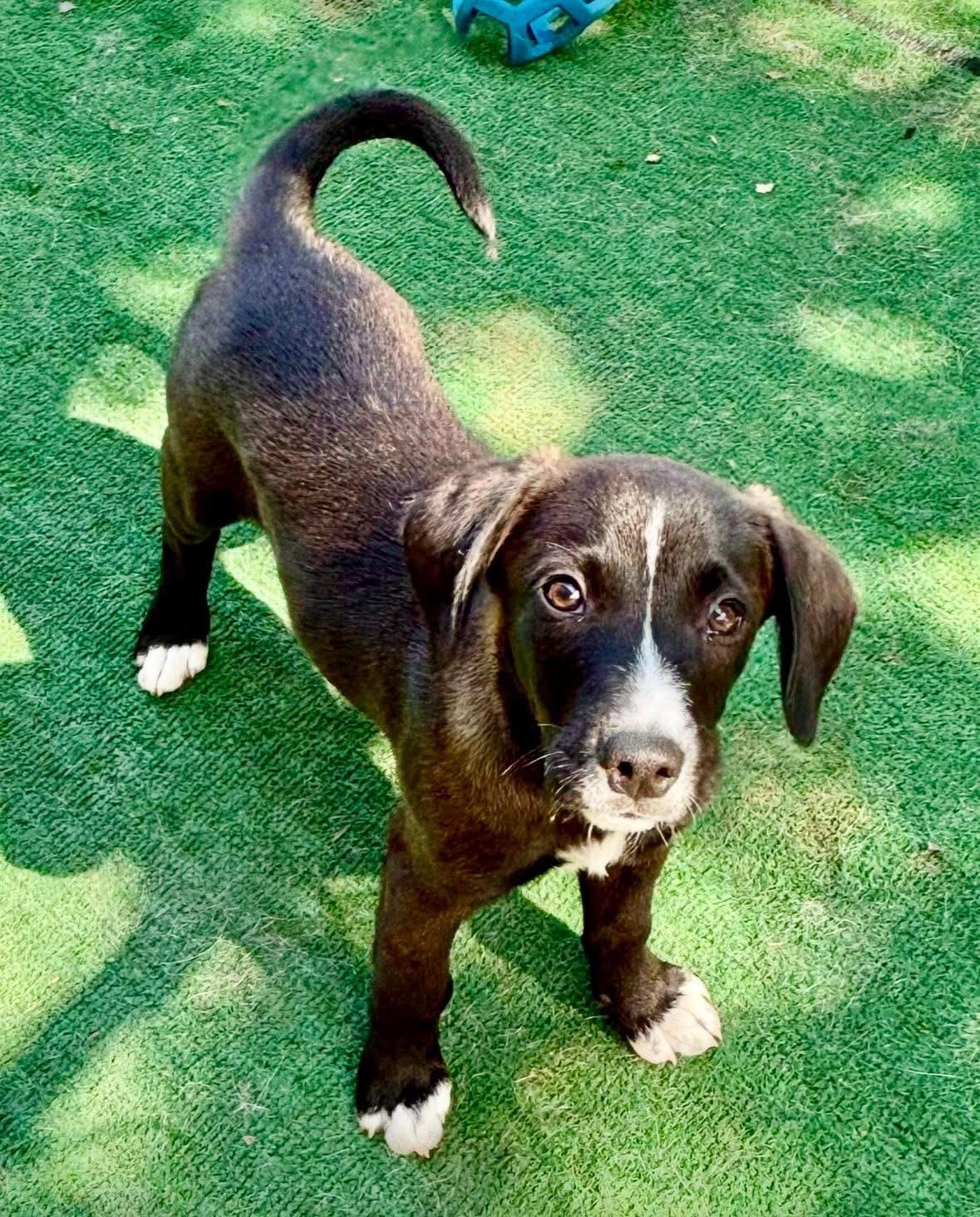 Bowie, Adoptable, Puppy Male Mixed Breed.
