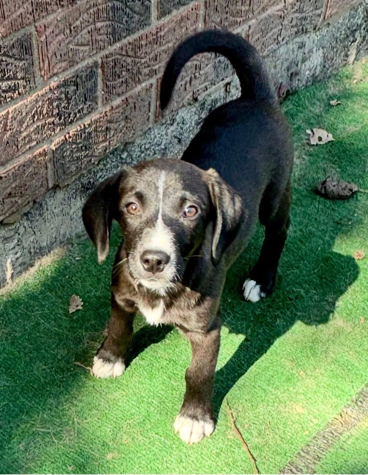 Enlarge Bowie, a Adoptable Mixed Breed in Orland Park, IL image 3/6