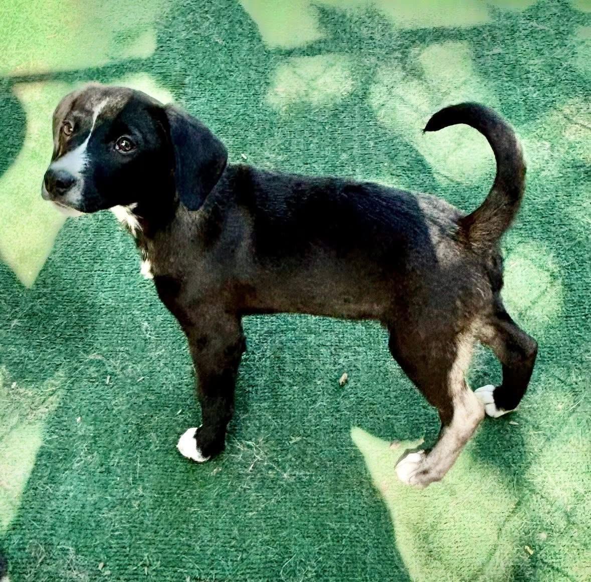 Enlarge Bowie, a Adoptable Mixed Breed in Orland Park, IL image 5/6