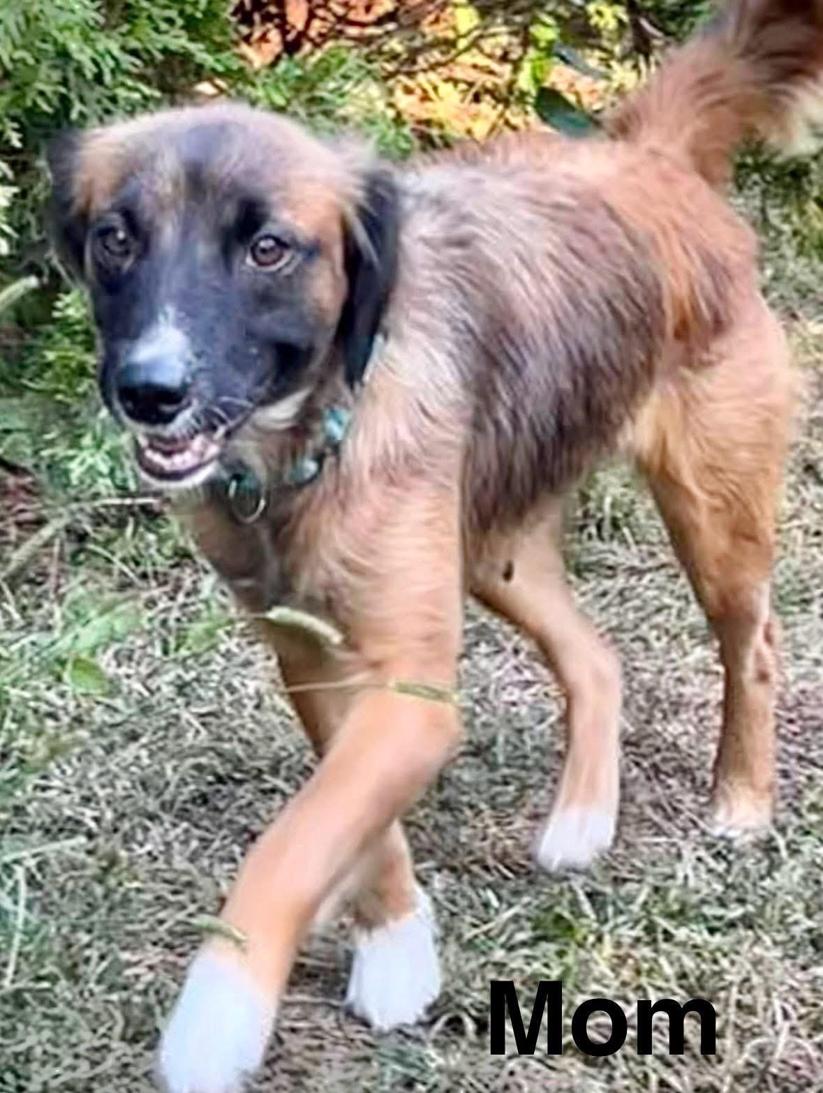 Enlarge Bowie, a Adoptable Mixed Breed in Orland Park, IL image 6/6