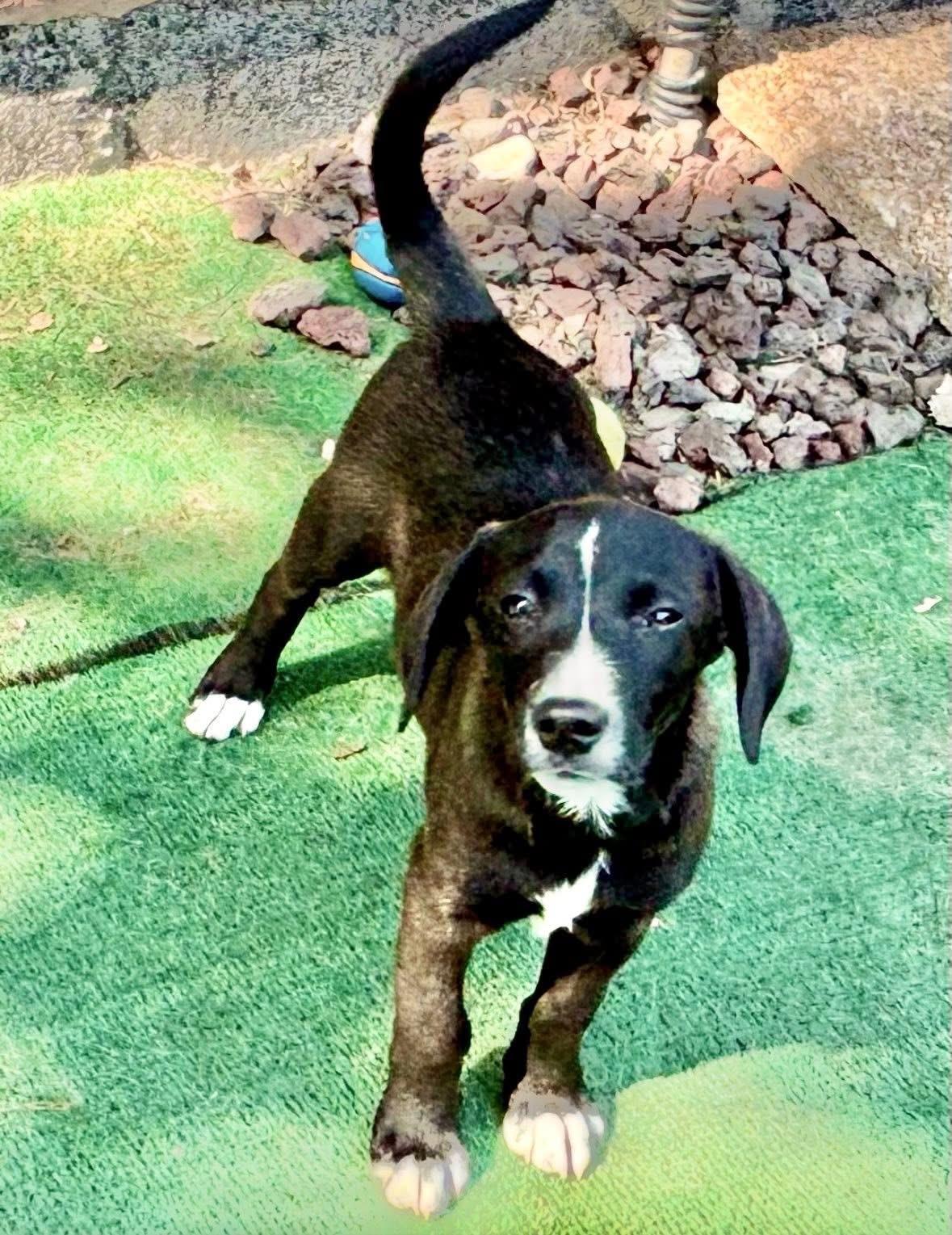 Enlarge Bowie, a Adoptable Mixed Breed in Orland Park, IL image 2/6