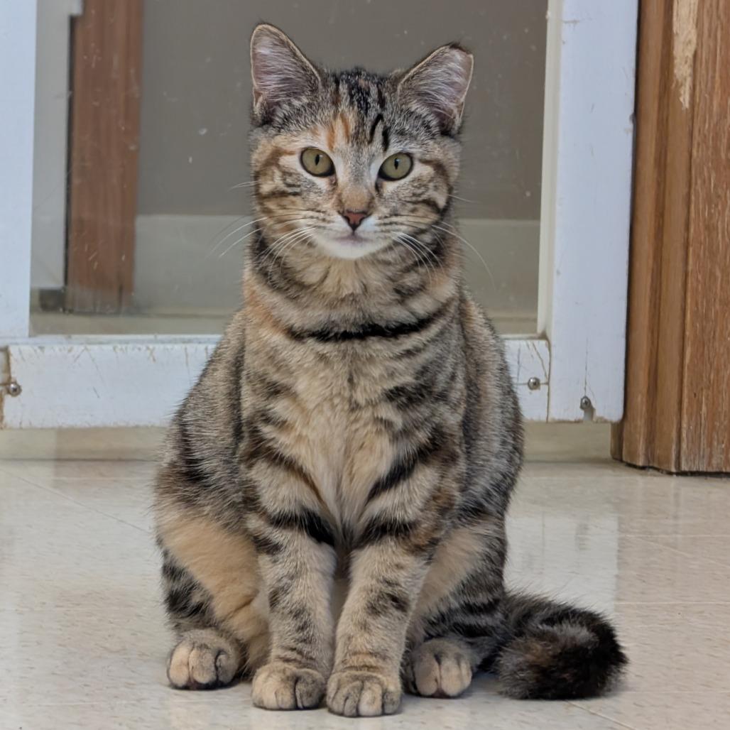 Enlarge Flora, a Adoptable Domestic Short Hair in Milford, IA image 2/6