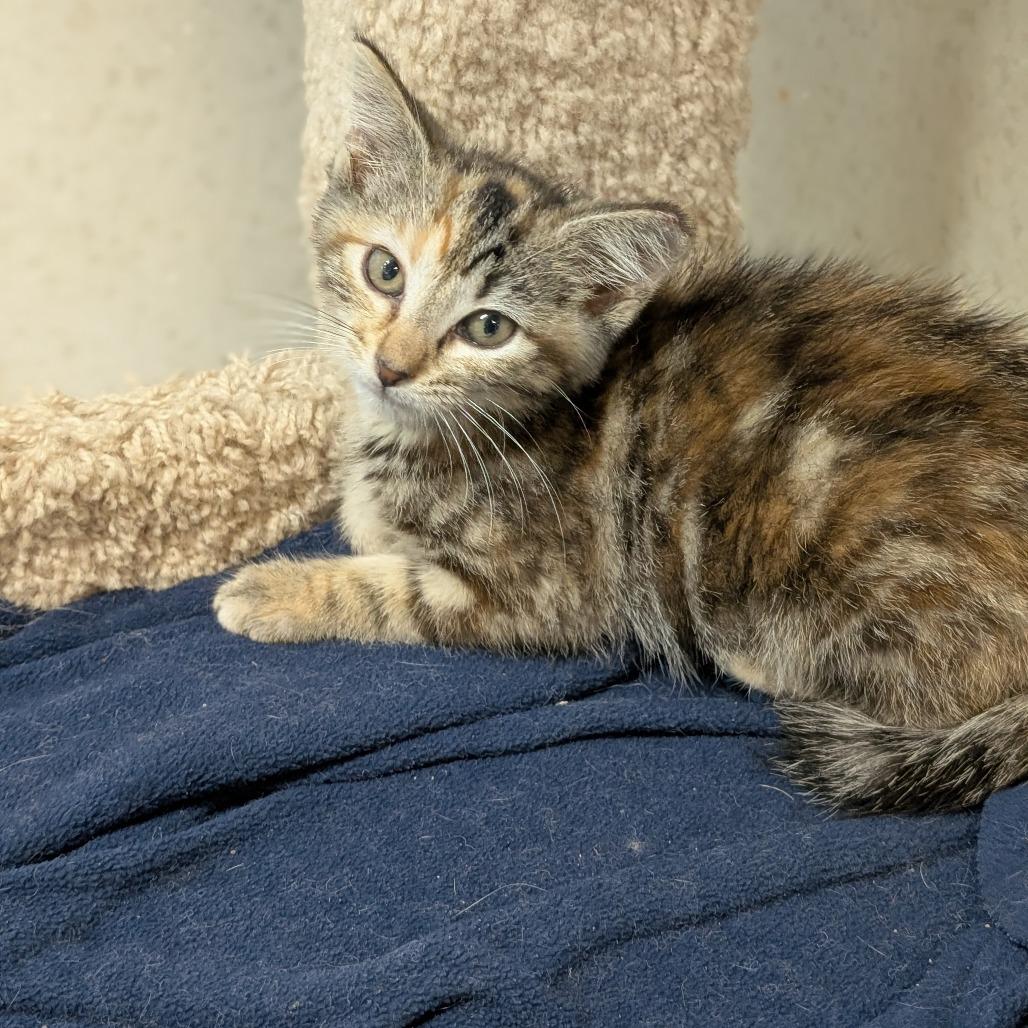 Enlarge Flora, a Adoptable Domestic Short Hair in Milford, IA image 4/6