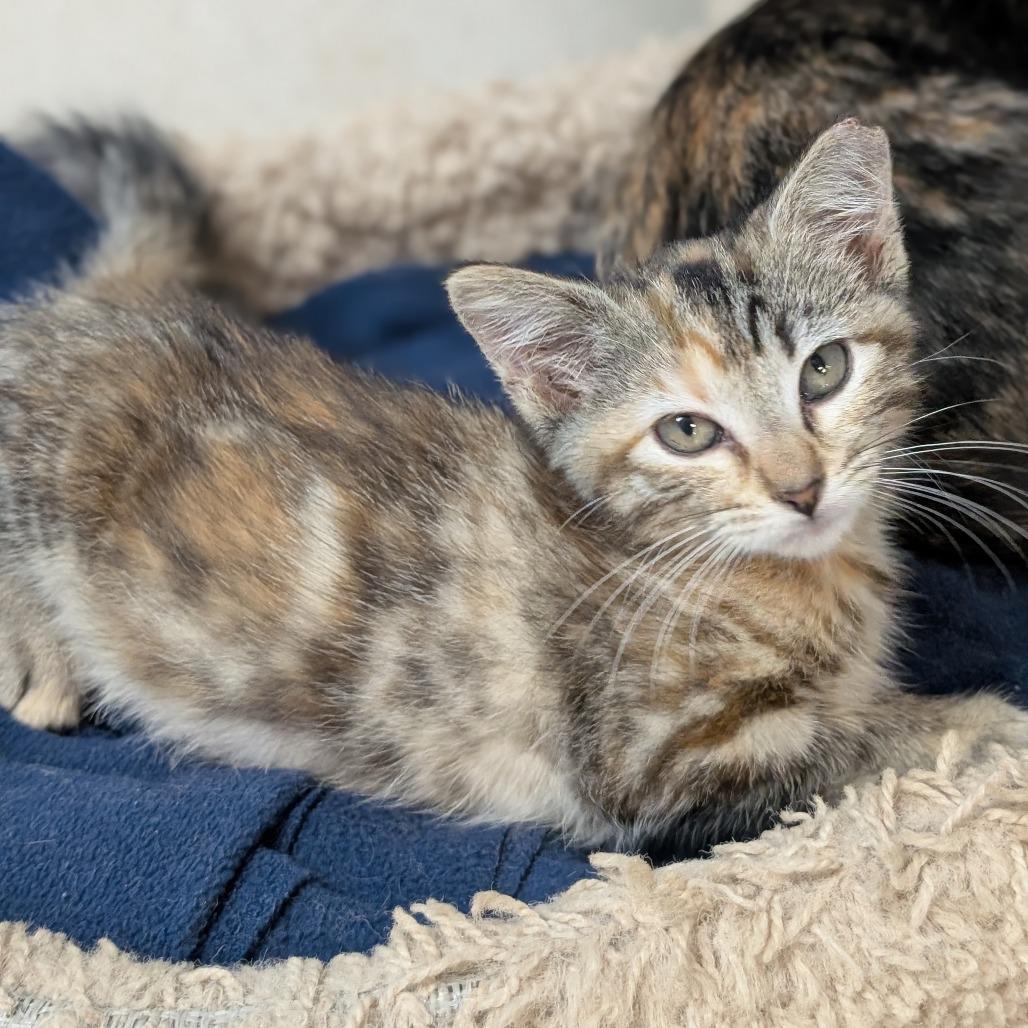 Enlarge Flora, a Adoptable Domestic Short Hair in Milford, IA image 6/6