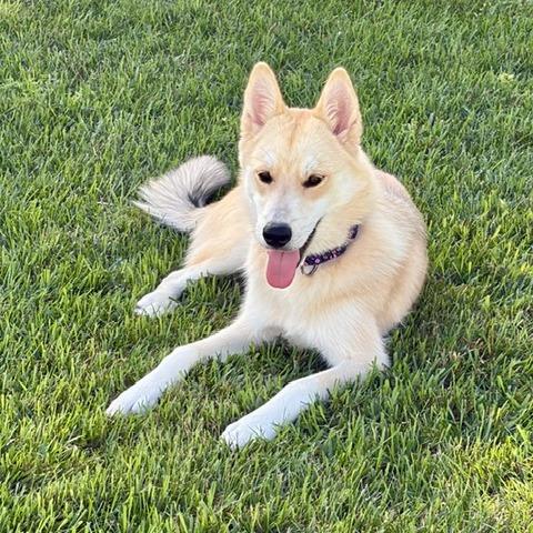 Todd, Adoptable, Young Male Husky & Mixed Breed.
