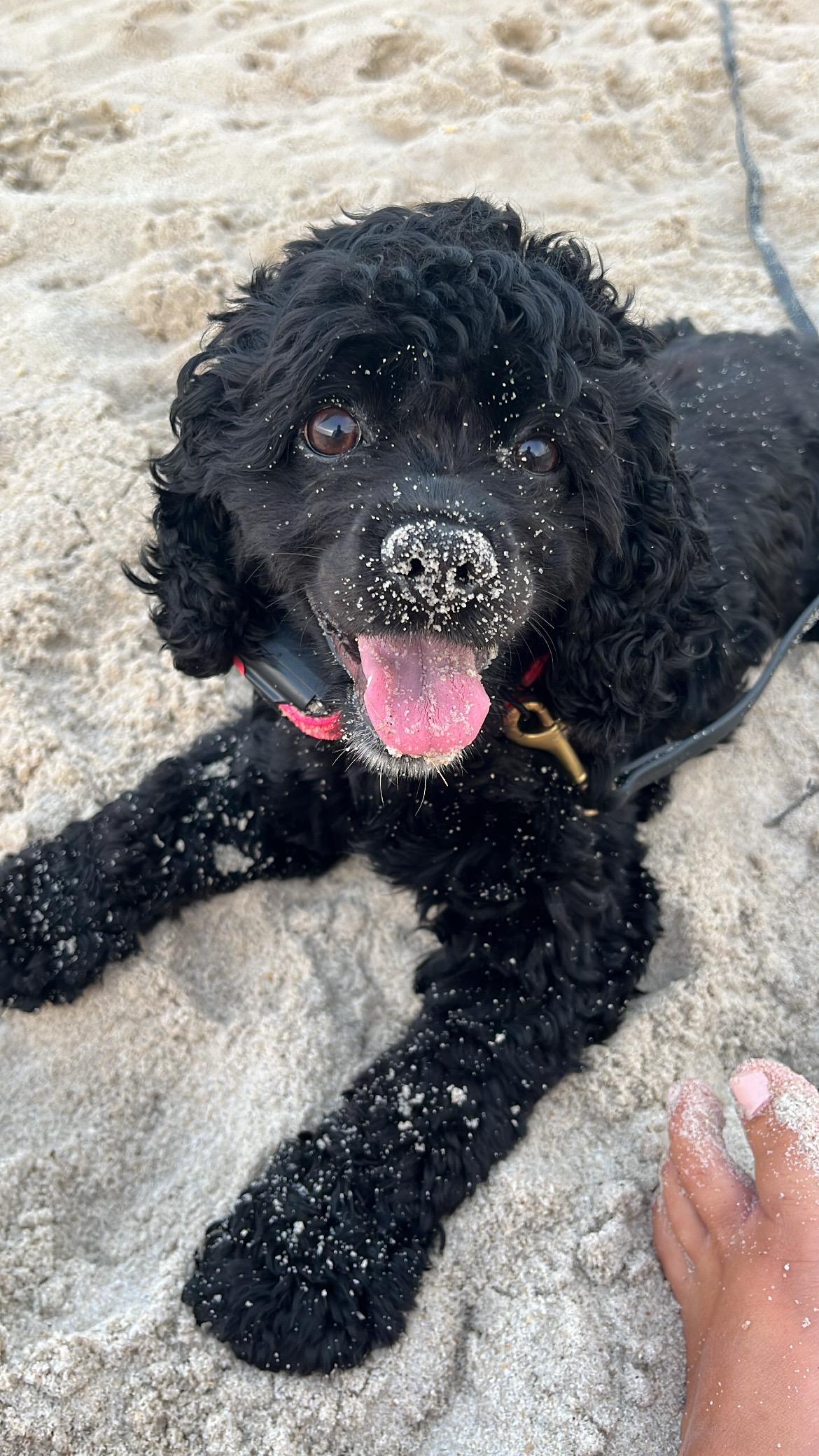 Enlarge Vallie, a ADOPTABLE Cocker Spaniel in Haskell, NJ image 1/1