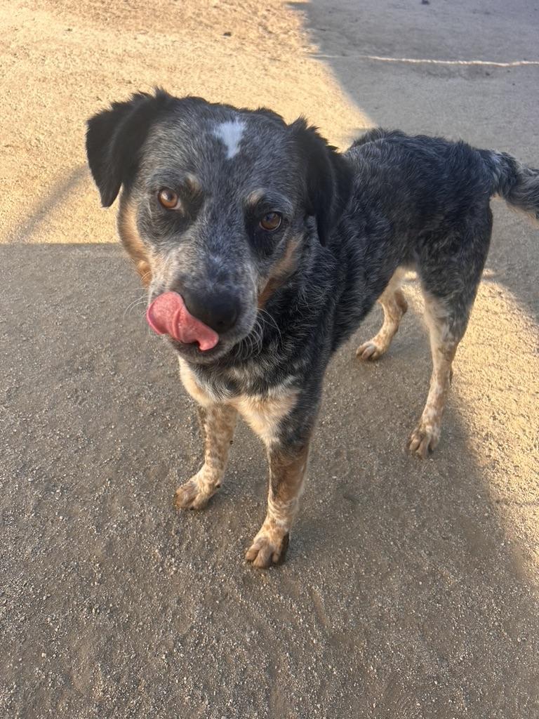 Enlarge Waldo, a ADOPTABLE mixed breed in Colville , WA image 2/3