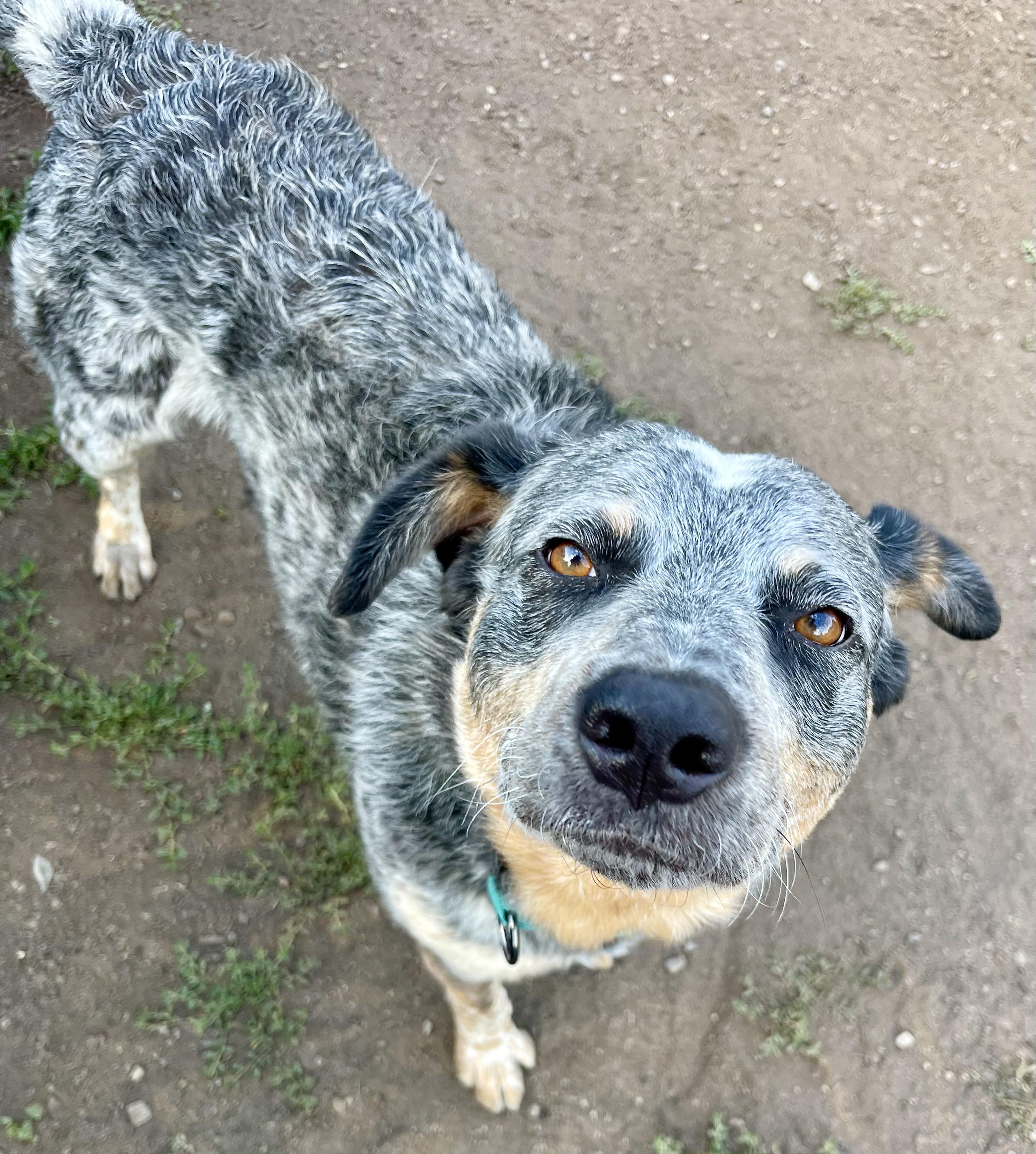 Enlarge Waldo, a ADOPTABLE mixed breed in Colville , WA image 3/3