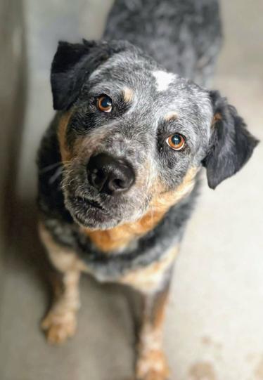Waldo, ADOPTABLE, Young Male Australian Cattle Dog / Blue Heeler & Labrador Retriever.