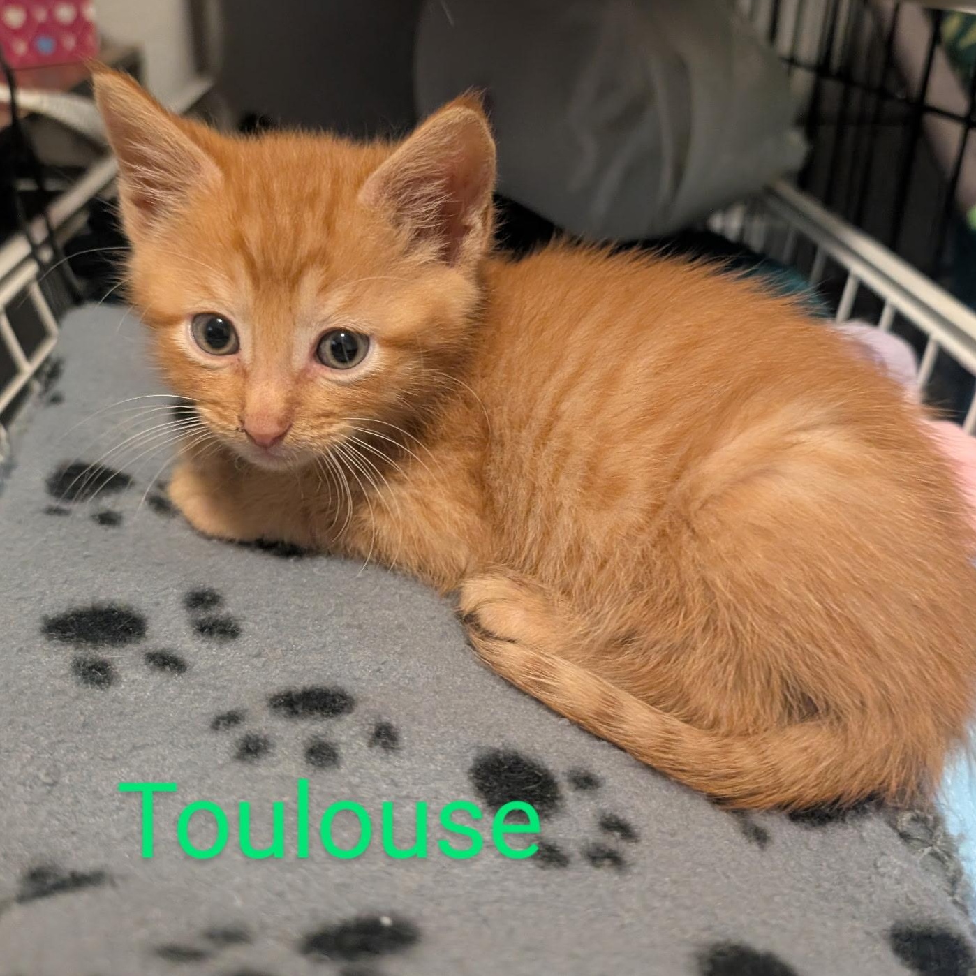 Toulouse