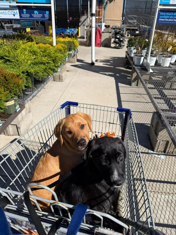 Enlarge Grog (FKA Ravel), a Adopted mixed breed in Indianapolis, IN image 1/6