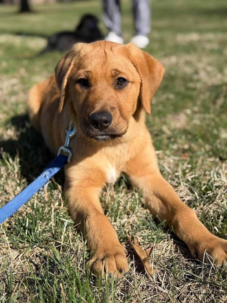 Enlarge Grog (FKA Ravel), a Adopted mixed breed in Indianapolis, IN image 2/6