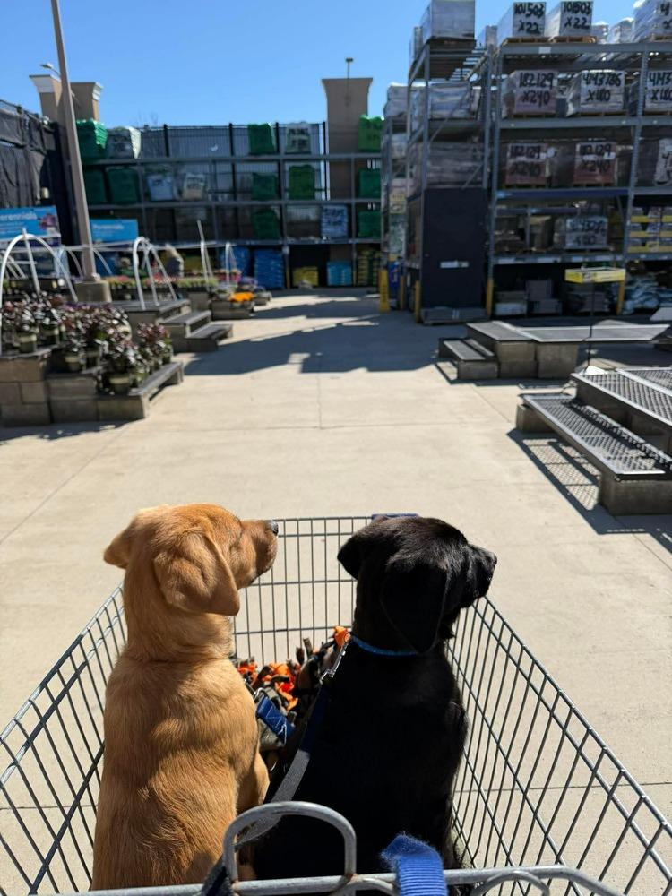 Enlarge Grog (FKA Ravel), a Adopted mixed breed in Indianapolis, IN image 3/6