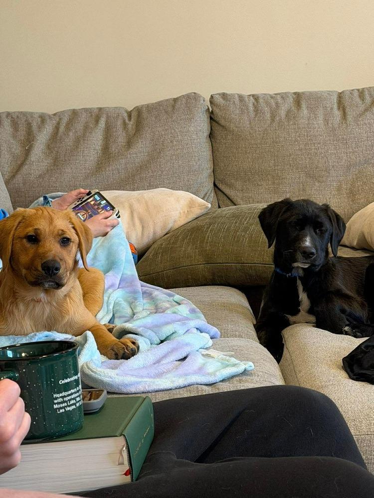 Enlarge Grog (FKA Ravel), a Adopted mixed breed in Indianapolis, IN image 4/6