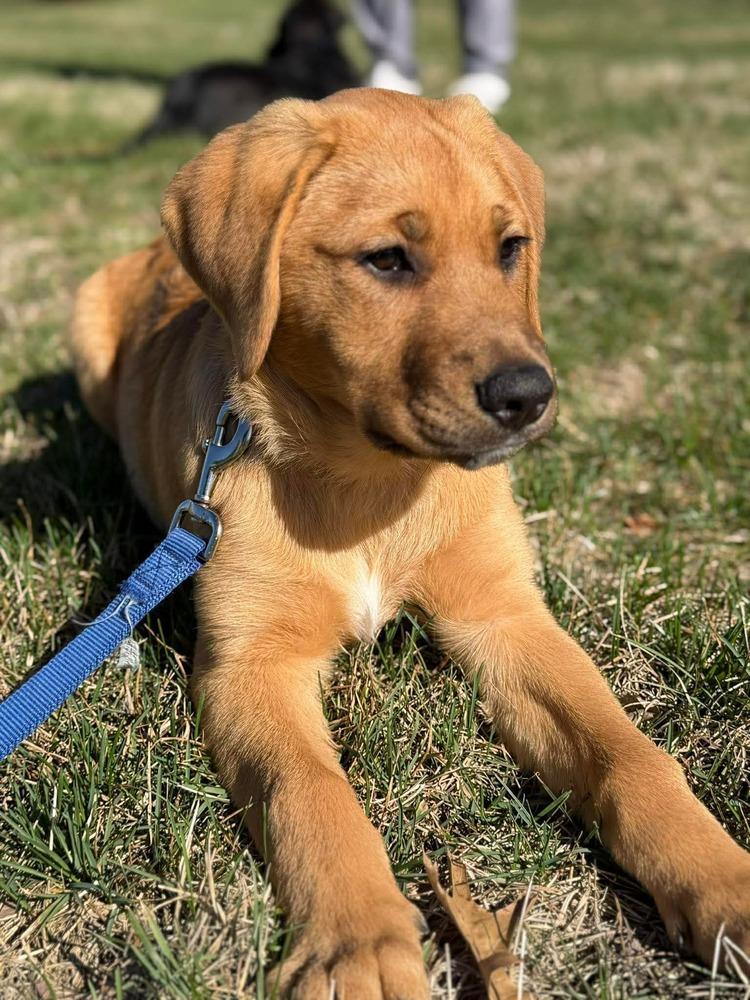 Enlarge Grog (FKA Ravel), a Adopted mixed breed in Indianapolis, IN image 5/6