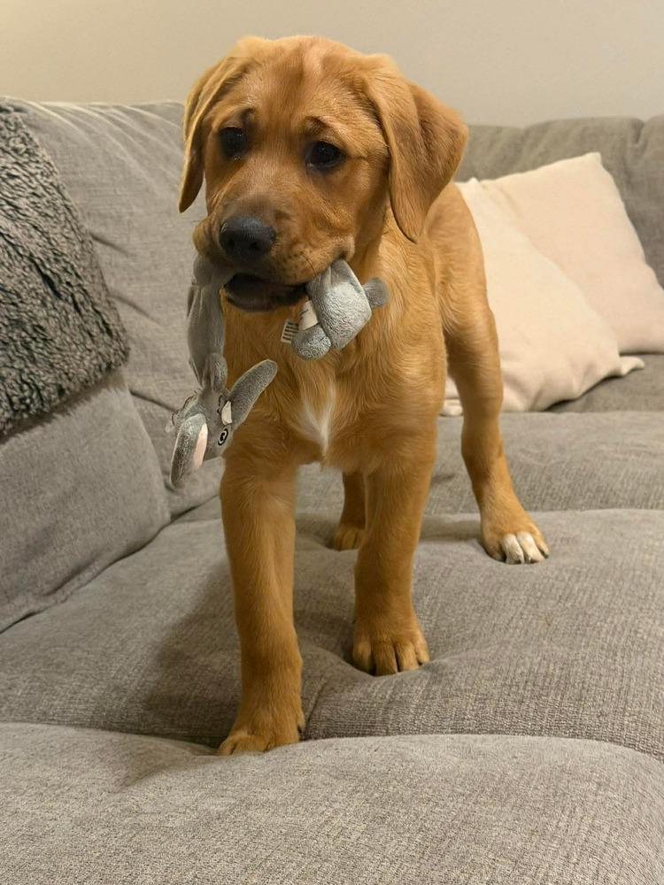 Enlarge Grog (FKA Ravel), a Adopted mixed breed in Indianapolis, IN image 6/6