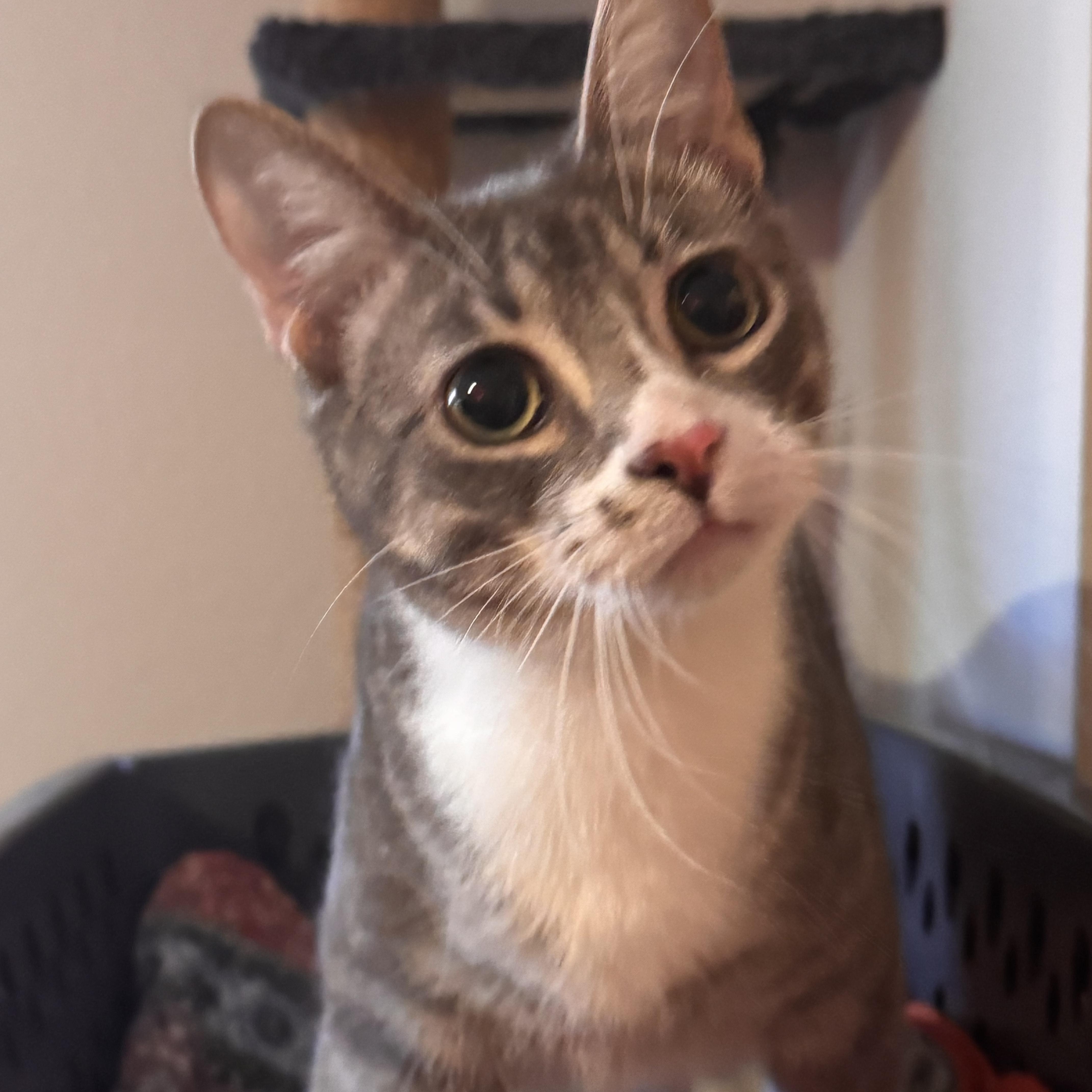 Sardine, adoptable, Young Male Domestic Short Hair.