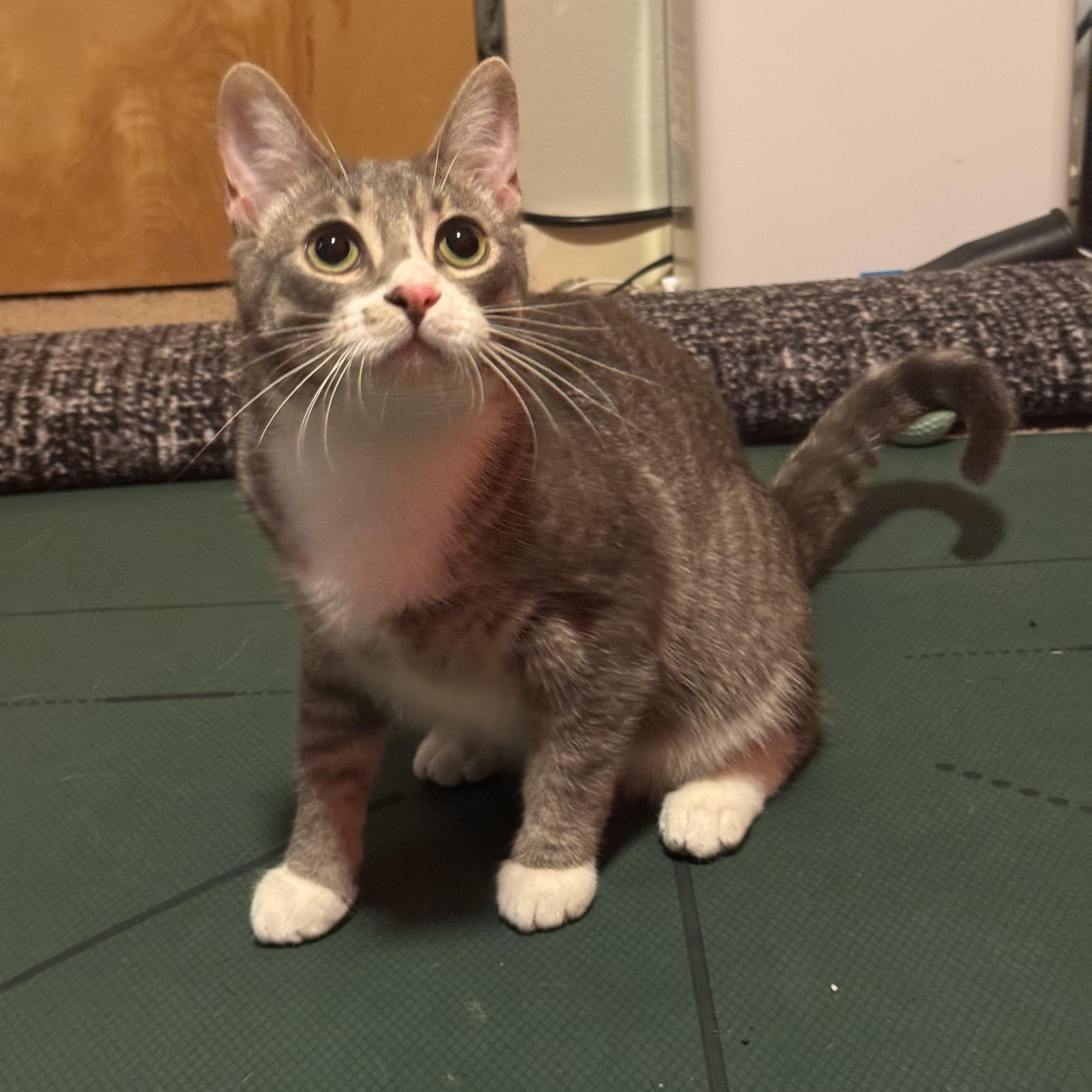 Enlarge Sardine, a Adoption Pending Domestic Short Hair in Seattle, WA image 2/5