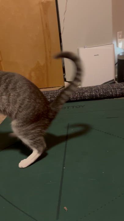 Enlarge Sardine, a Adoption Pending Domestic Short Hair in Seattle, WA video 5/5