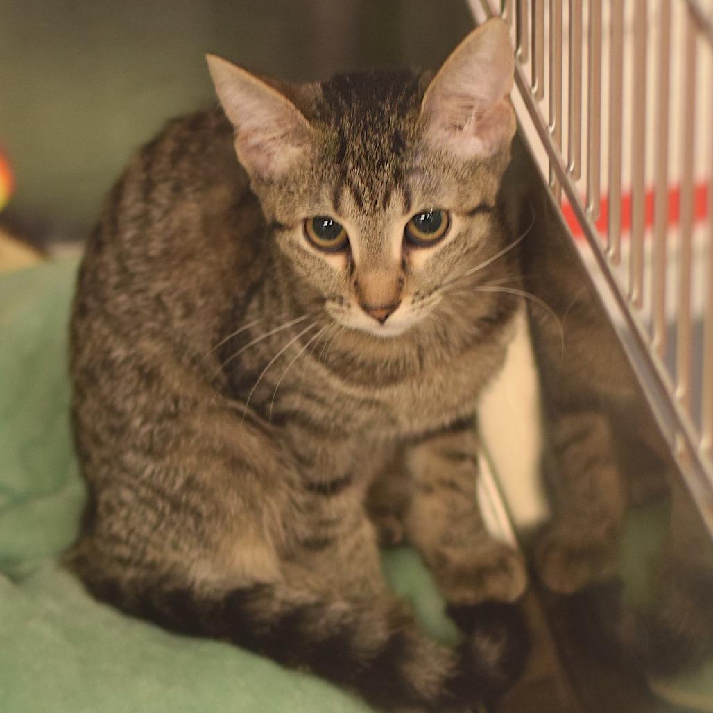 Brittany S. Pierce - Petsmart Belleville, Adoptable, Kitten Female Domestic Short Hair.