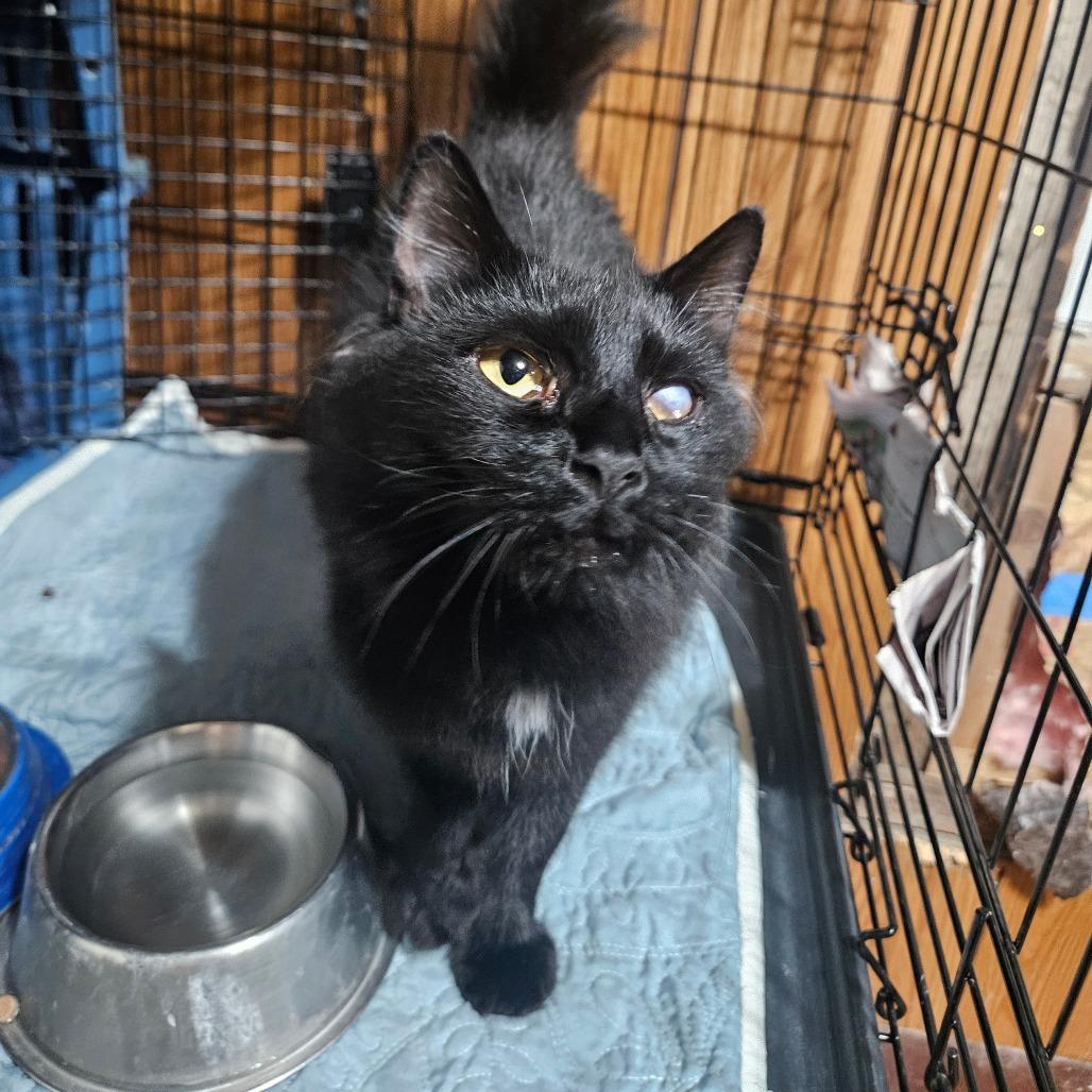 Edeline, Adoptable, Adult Female Domestic Medium Hair.