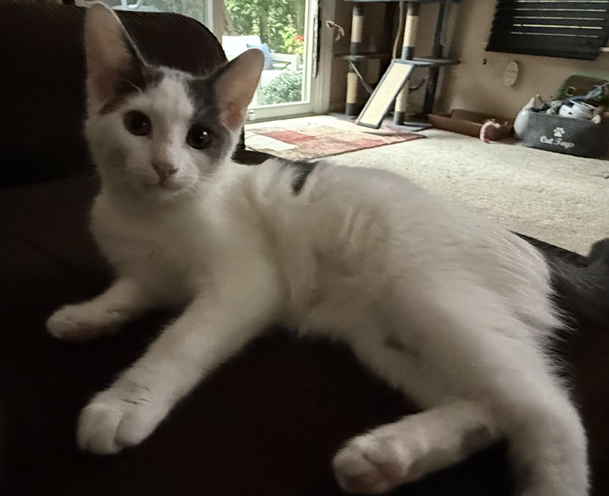Enlarge Skye, a Adoptable Domestic Short Hair in Garden City, MI image 3/4