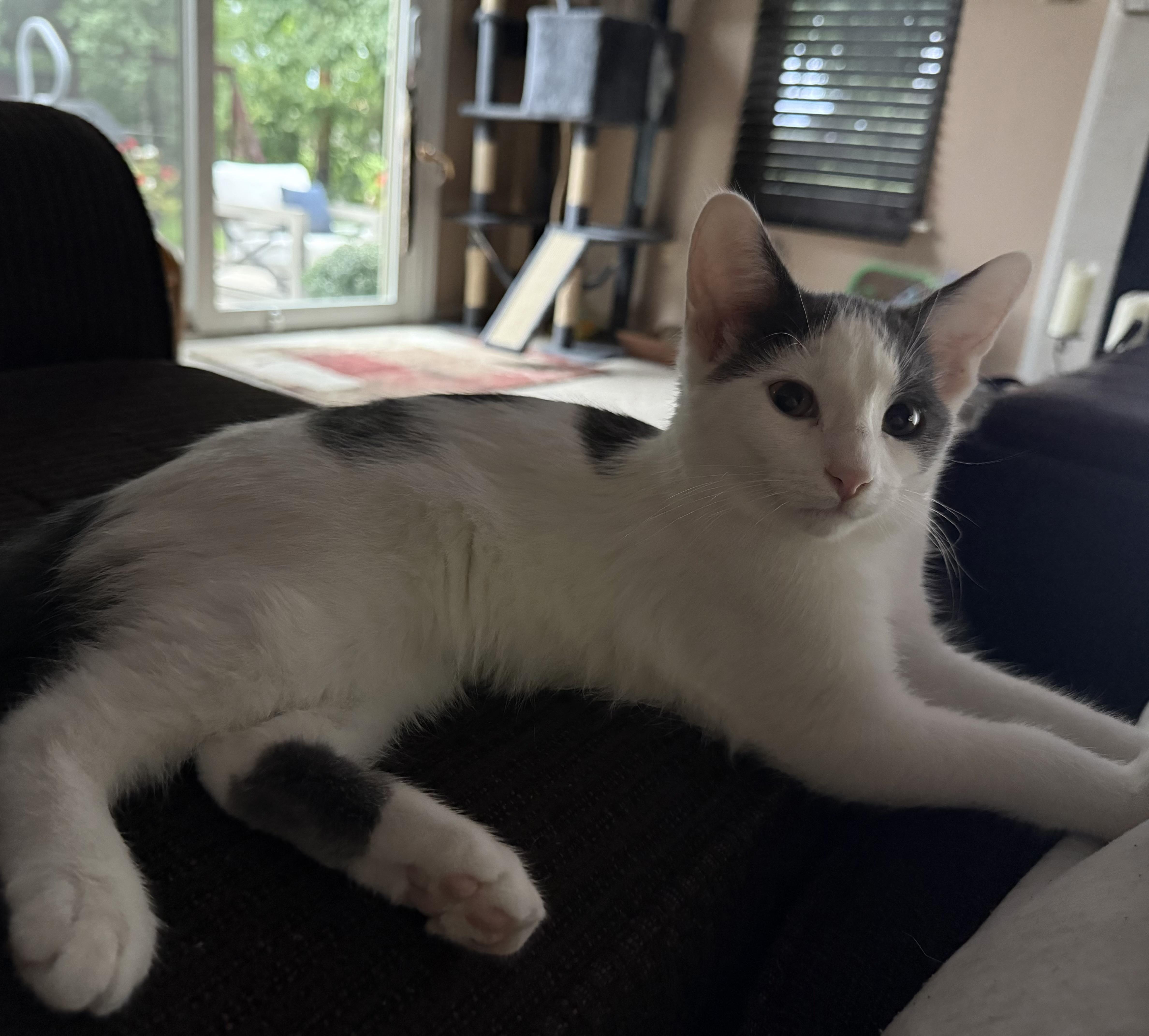 Enlarge Skye, a Adoptable Domestic Short Hair in Garden City, MI image 4/4