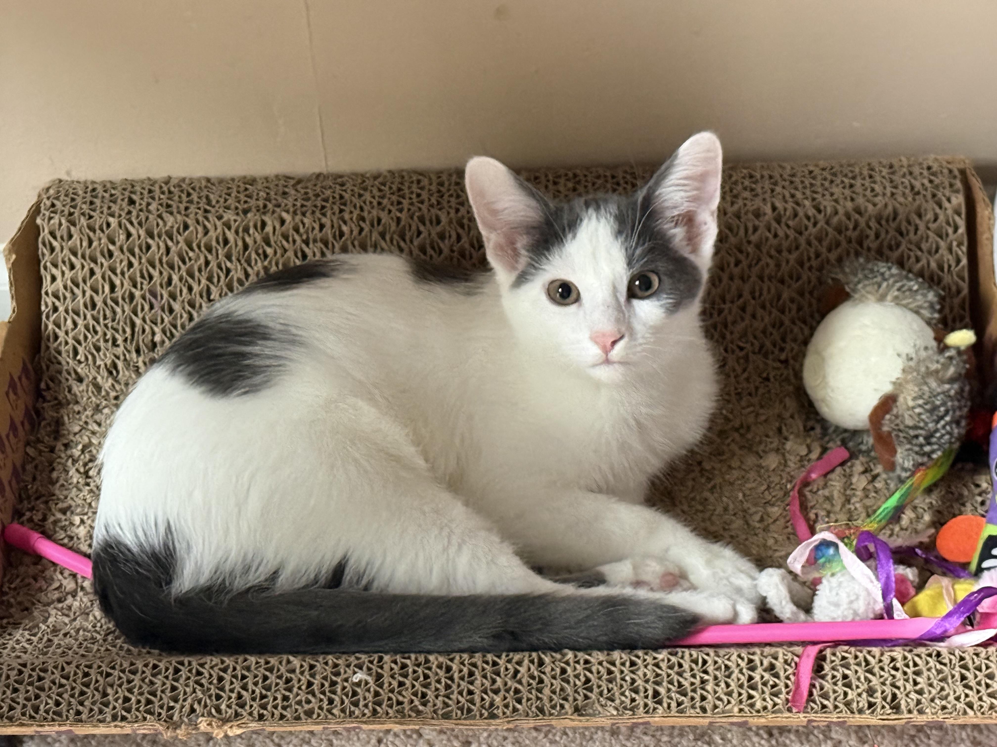 Skye, Adoptable, Kitten Male Domestic Short Hair.