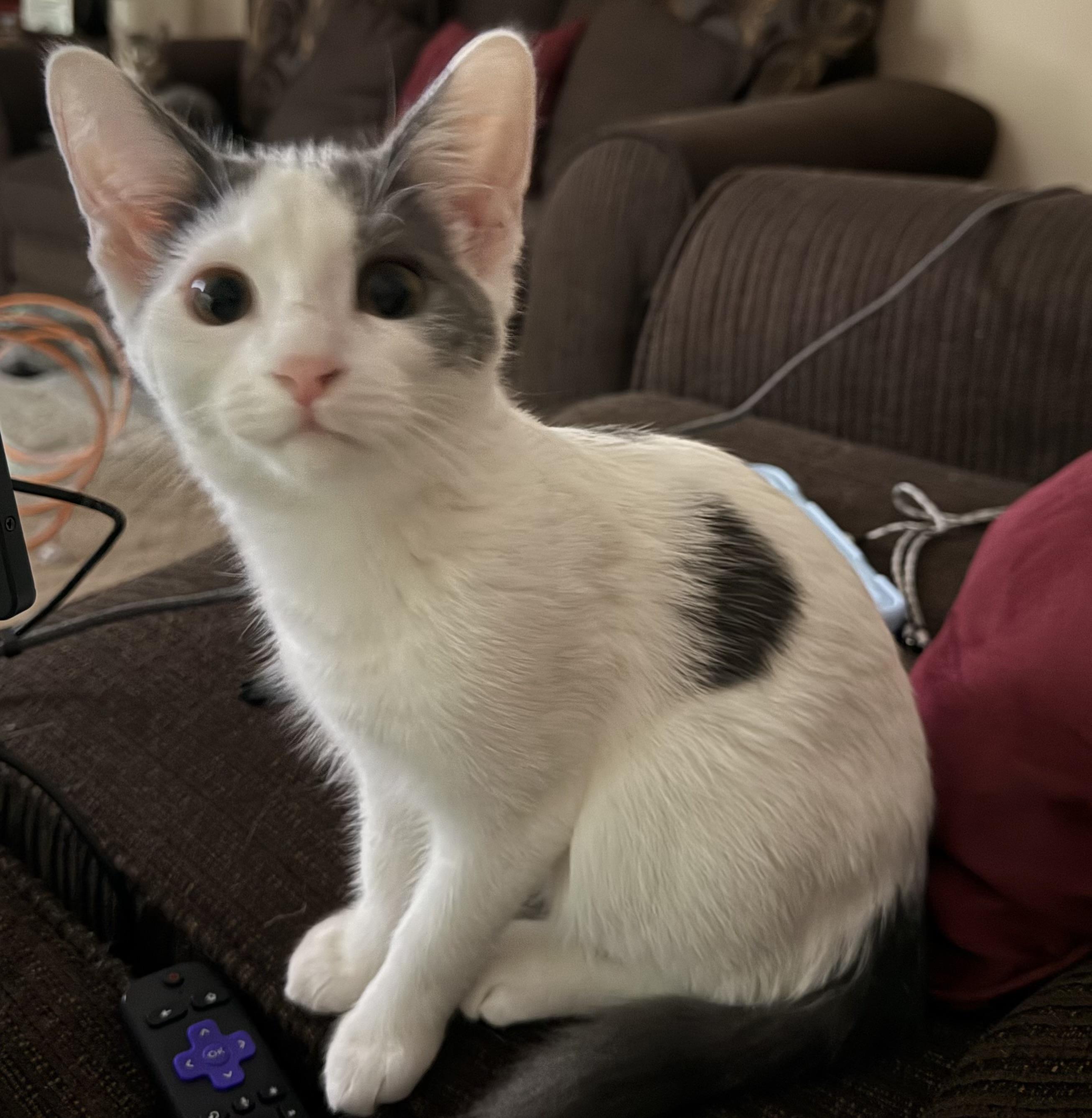 Enlarge Skye, a Adoptable Domestic Short Hair in Garden City, MI image 2/4