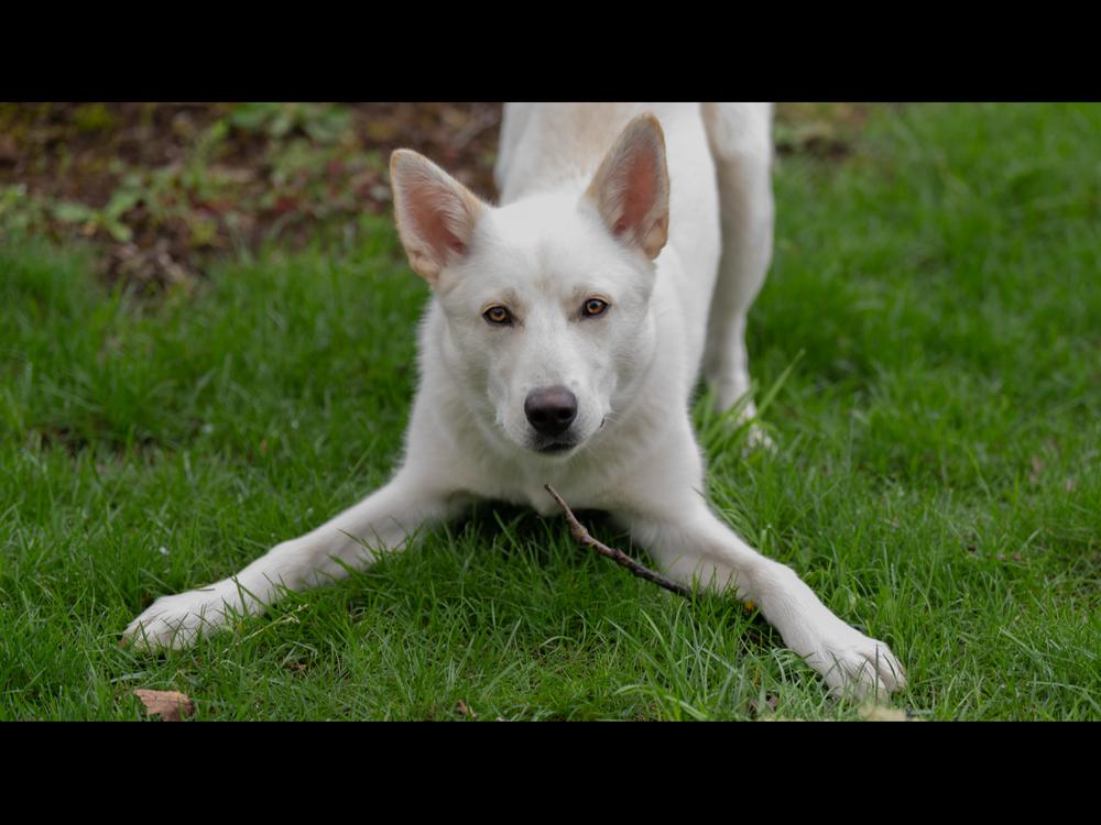 Enlarge Garbanzo, a Adoptable mixed breed in Vancouver, WA image 1/4