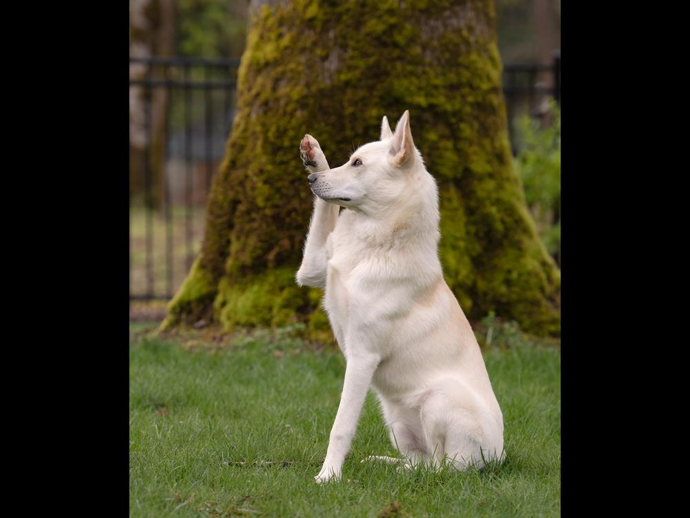 Enlarge Garbanzo, a Adoptable mixed breed in Vancouver, WA image 2/4
