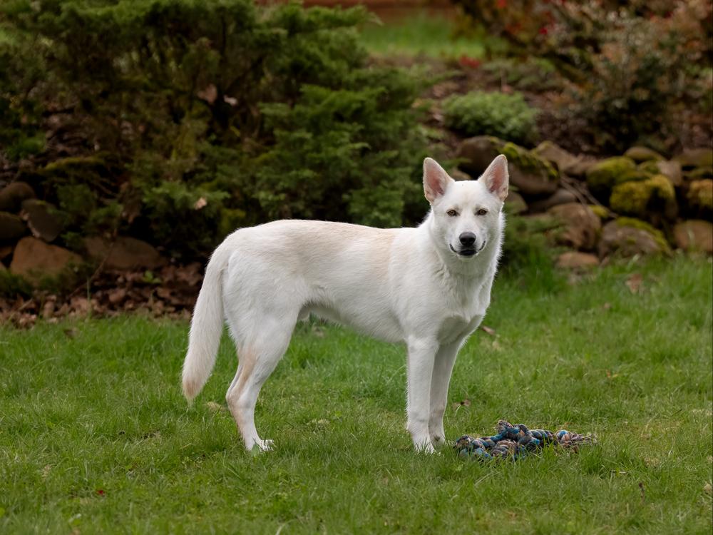 Enlarge Garbanzo, a Adoptable mixed breed in Vancouver, WA image 3/4