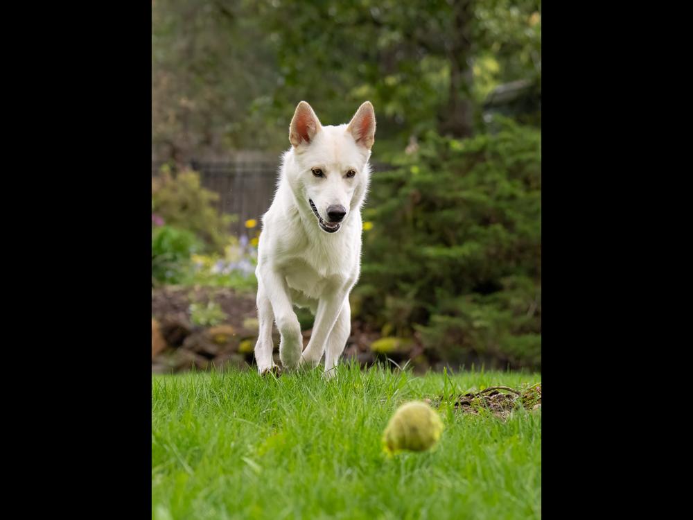 Enlarge Garbanzo, a Adoptable mixed breed in Vancouver, WA image 4/4