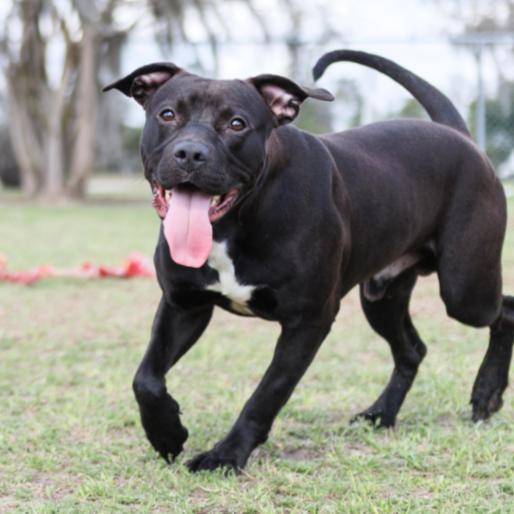 Enlarge Draco, a Adoptable mixed breed in Valdosta , GA image 1/6