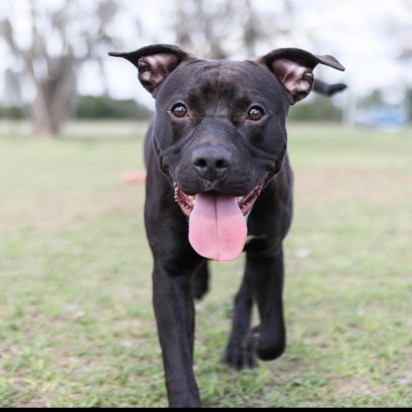 Enlarge Draco, a Adoptable mixed breed in Valdosta , GA image 2/6