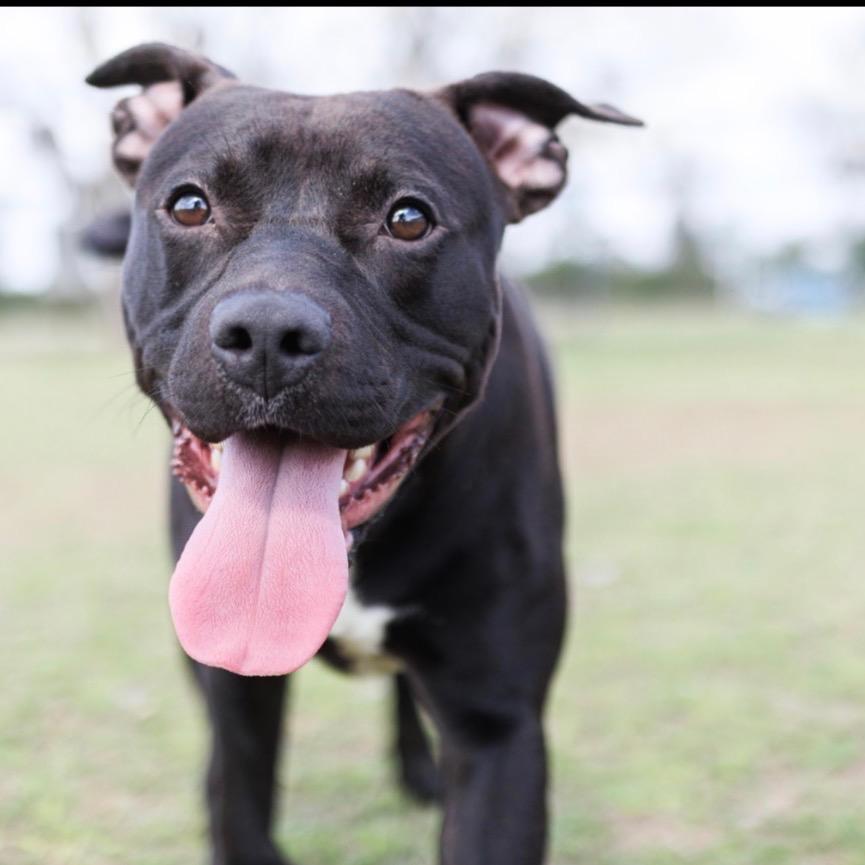 Enlarge Draco, a Adoptable mixed breed in Valdosta , GA image 3/6