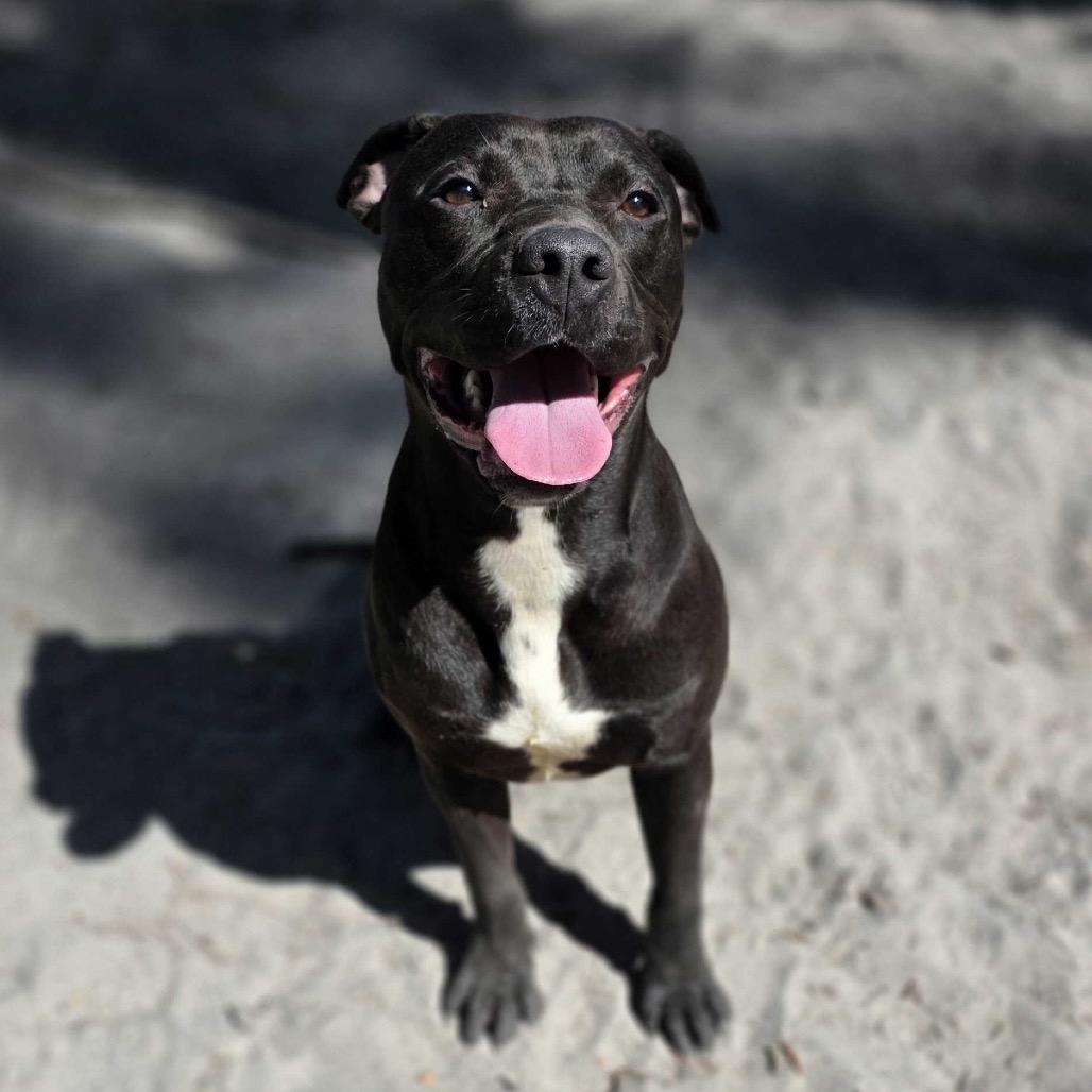 Enlarge Draco, a Adoptable mixed breed in Valdosta , GA image 4/6