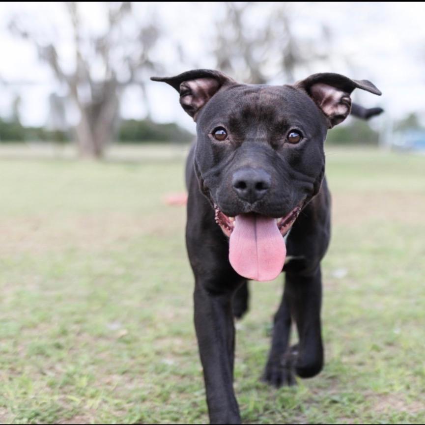 Enlarge Draco, a Adoptable mixed breed in Valdosta , GA image 4/6