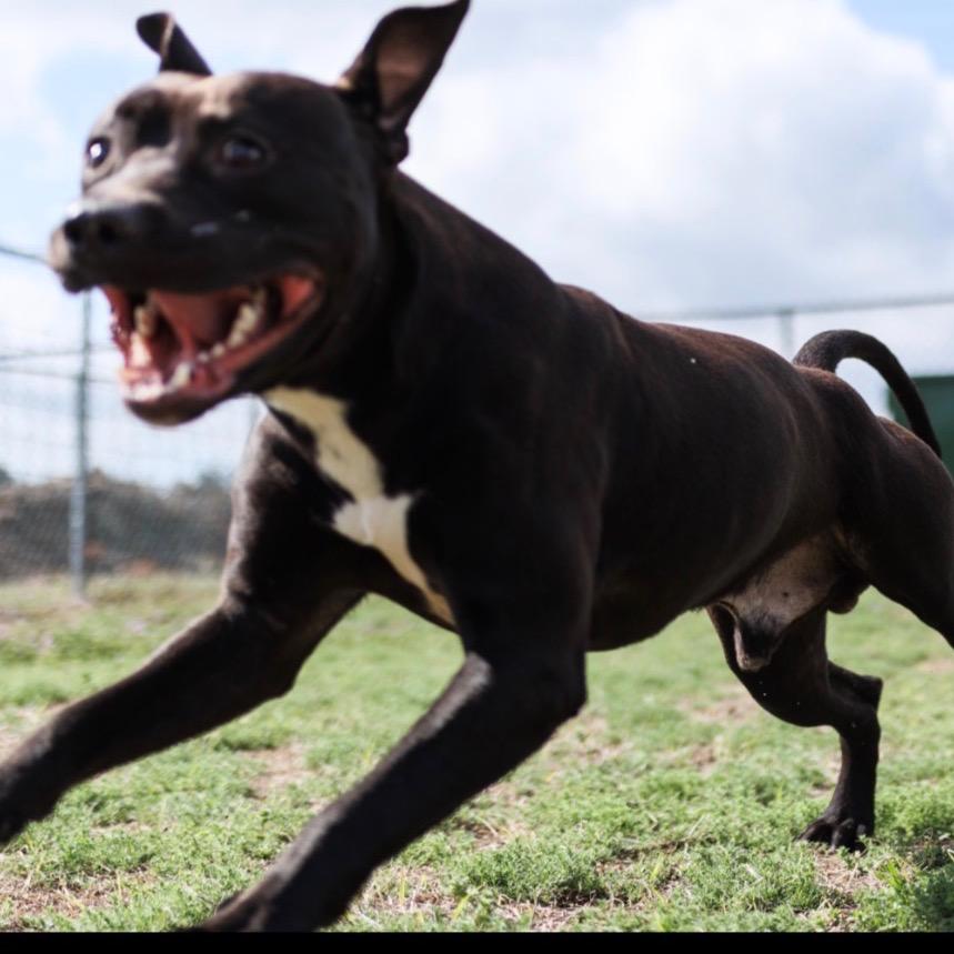 Enlarge Draco, a Adoptable mixed breed in Valdosta , GA image 5/6