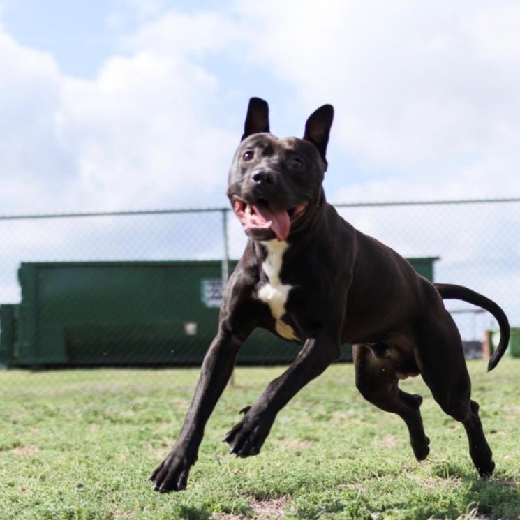 Enlarge Draco, a Adoptable mixed breed in Valdosta , GA image 6/6