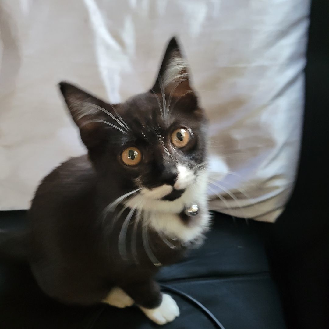 Enlarge Pepe la pew, a Adopted Domestic Short Hair in Norco, CA image 1/1