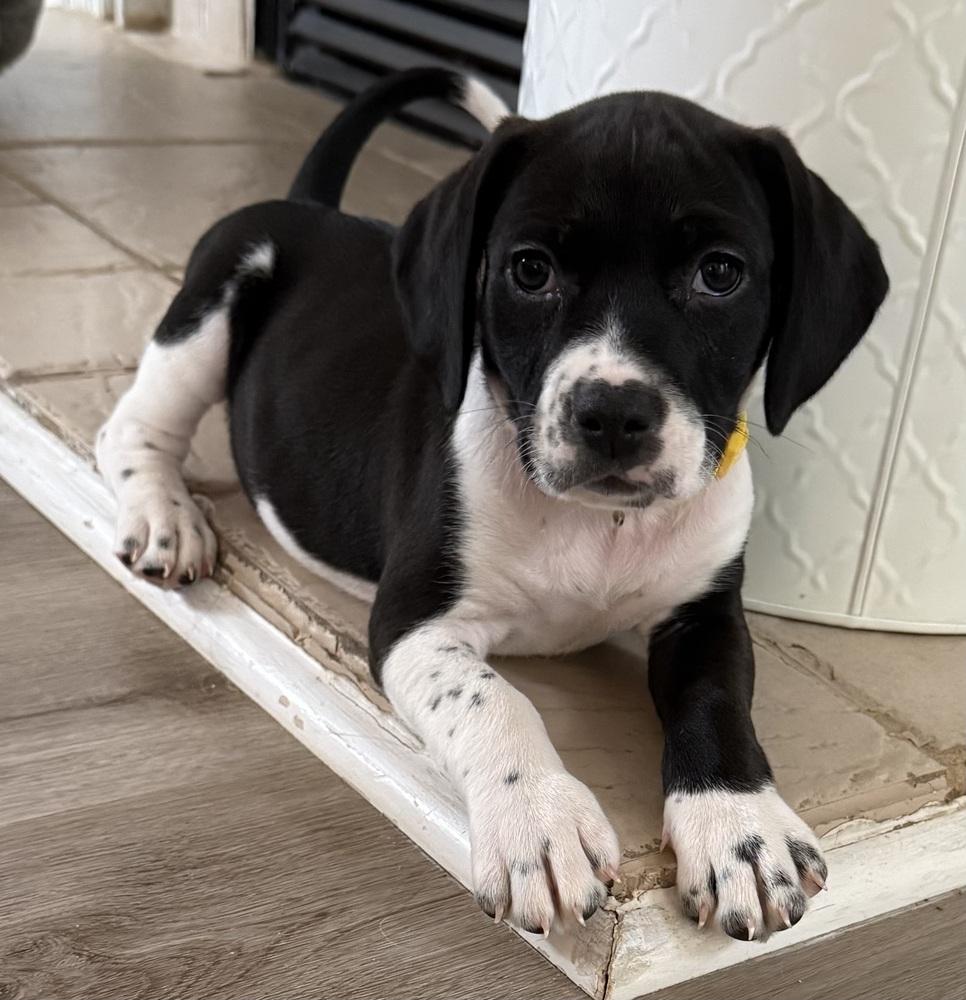 Minnie, a Adopted mixed breed in Wendell, NC image 1/2
