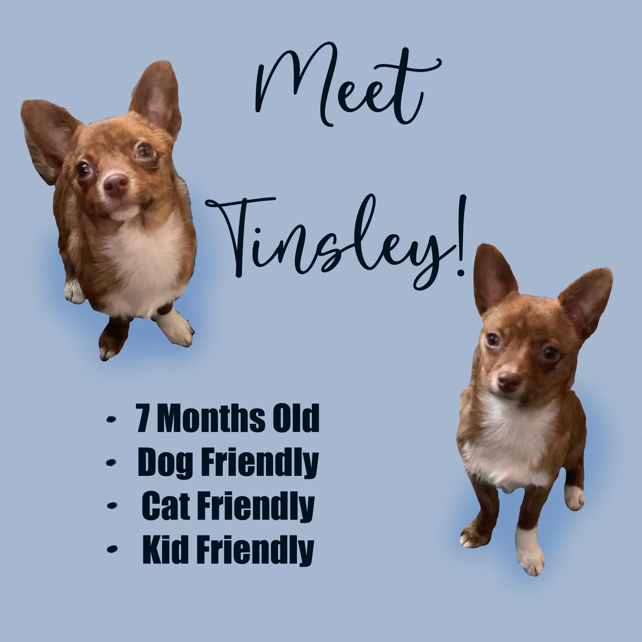Tinsley, Adoptable, Adult Female Chihuahua.