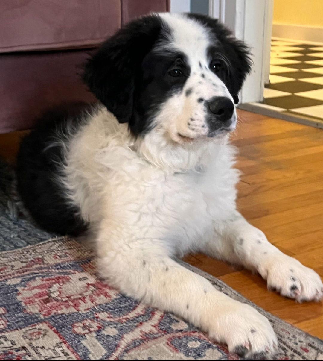 Panda, Adoptable, Puppy Male Great Pyrenees.