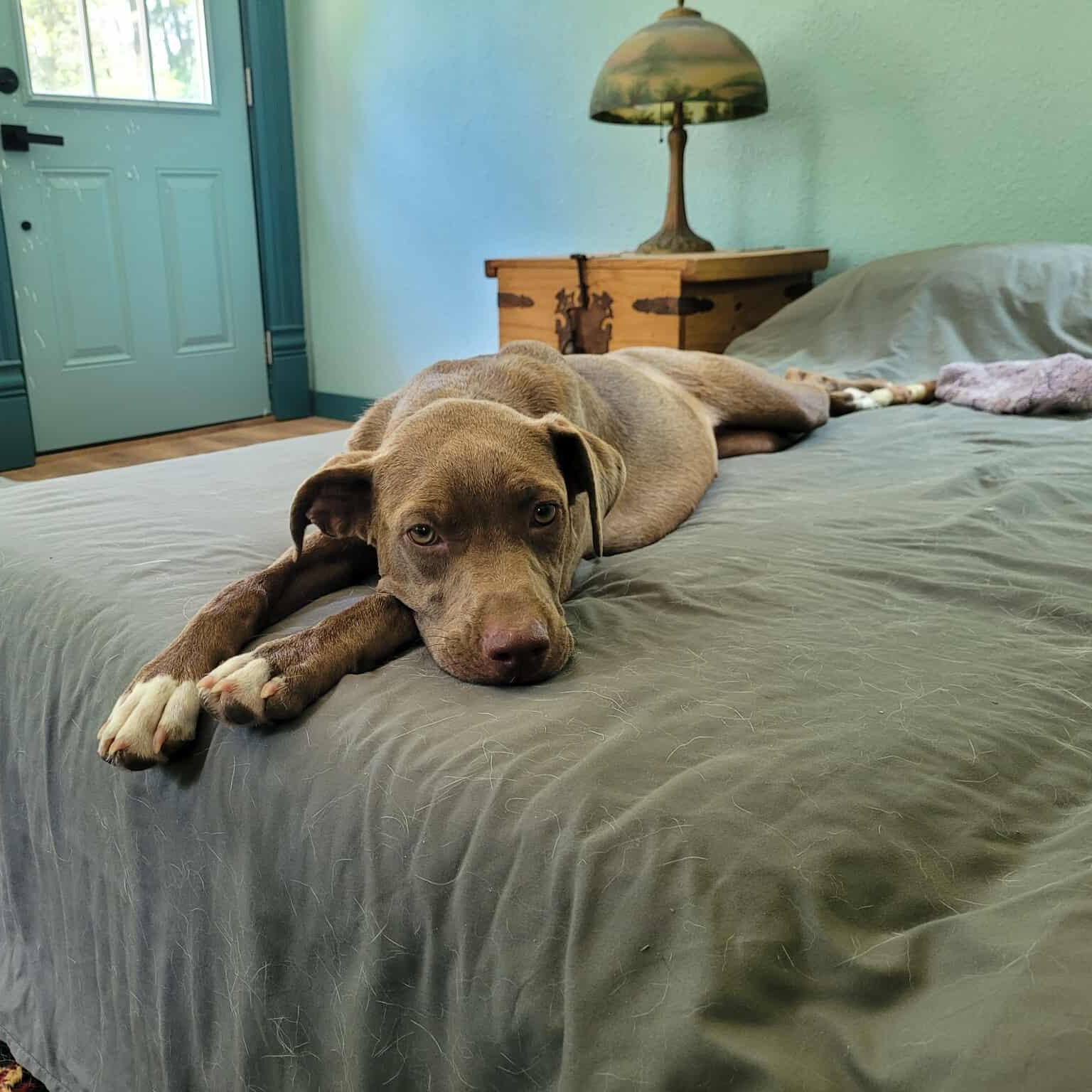 Chloe, a Adoptable mixed breed in Blairstown, NJ image 2/5