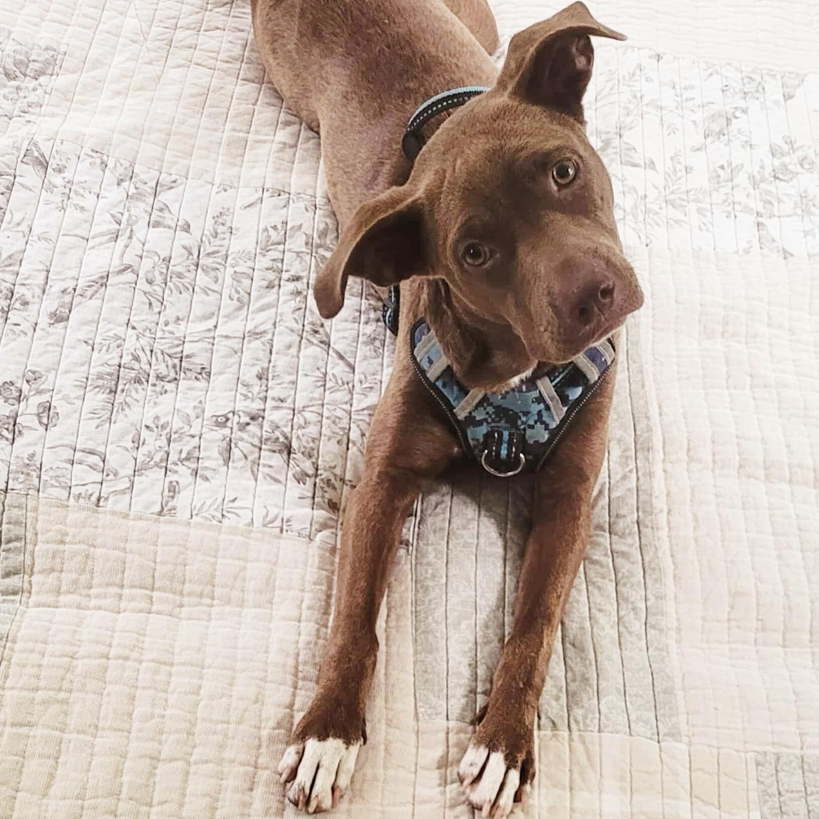 Chloe, a Adoptable mixed breed in Blairstown, NJ image 1/5